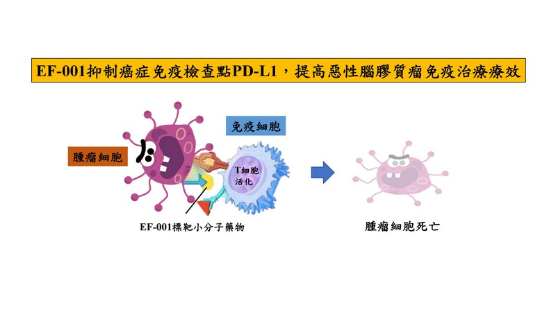 EF-001用於抑制癌症免疫檢查點PD-L1，使免疫T細胞活化，增強惡性膠質母細胞瘤免疫治療效果