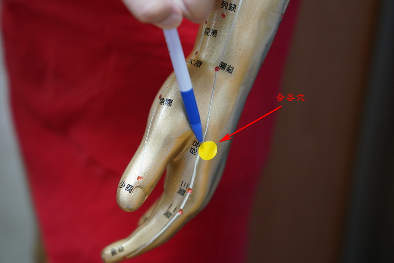 手部的「合谷」穴