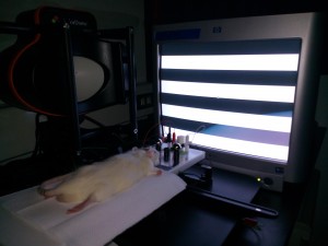 Training course of Diagnosys visual electrophysiology system