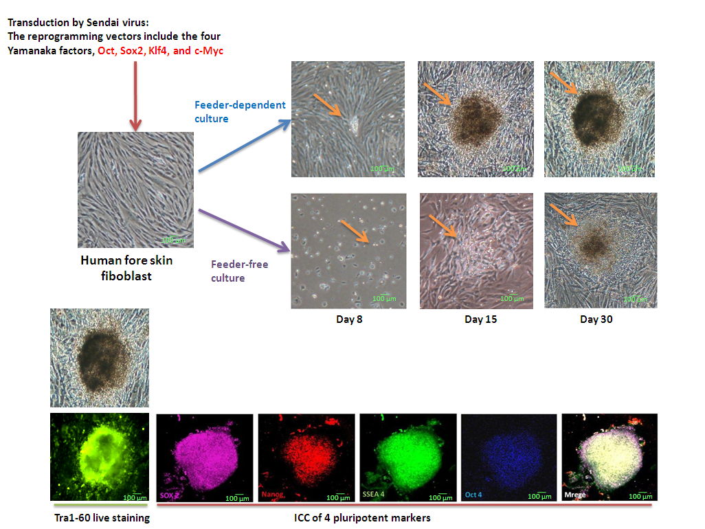 Establishment of iPSCs