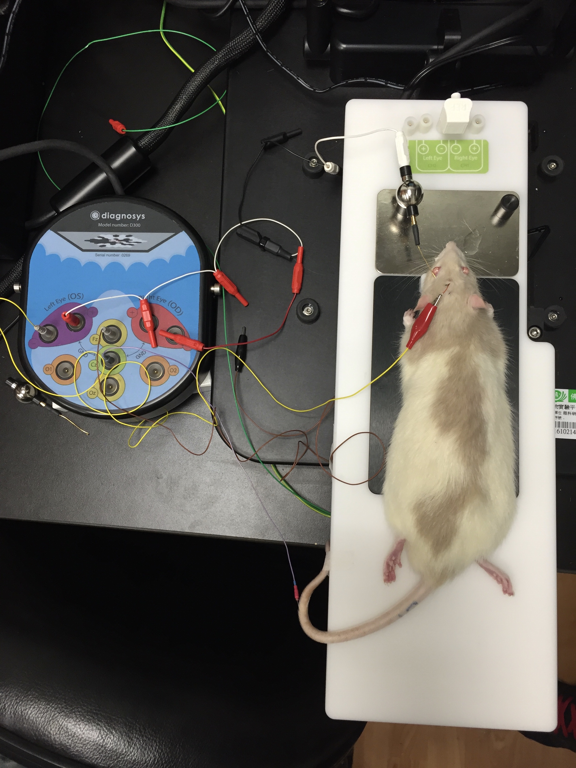 Electroretinogram (ERG) set up
