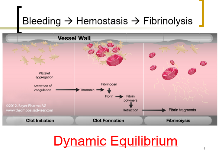 血液腫瘤科吳懿峰醫師介紹出血性疾病之檢驗診斷